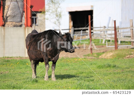 Japanese beef Japanese beef 65423129