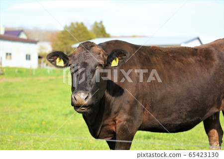 日本牛肉 65423130