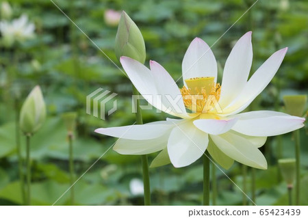 蓮花 蓮花 65423439