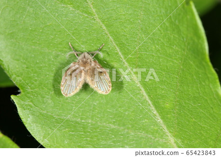 生物昆蟲飛蠅和幼蟲在人類附近生長，因為它們在化糞池的污水和污泥中生長。天生討厭 65423843