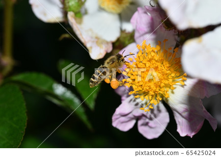 日本蜜蜂的飛行 日本蜜蜂的飛行 65425024