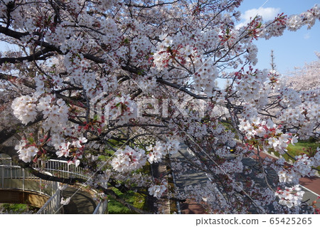 櫻花盛開的大學大道 櫻花盛開的大學大道 65425265