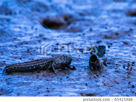 Mudguerough 65425886