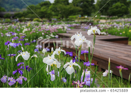 鳶尾花 鳶尾花 65425889