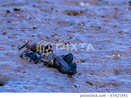 Mudguerough 65425941