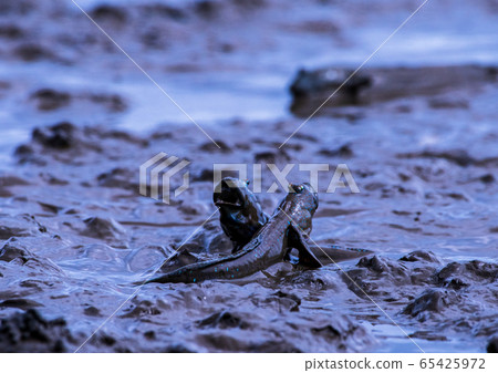 Mudguerough 65425972