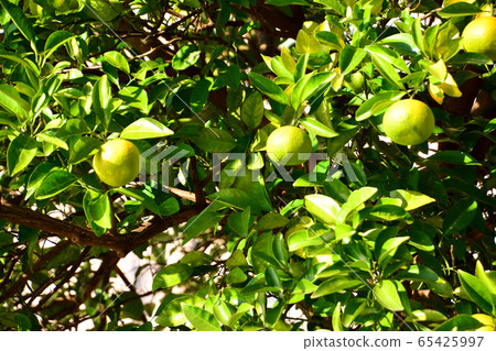 Citrus fruit Citrus fruit 65425997