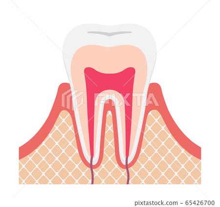 牙齒結構/名稱截面矢量圖(無字母) 牙齒結構/名稱截面矢量圖(無字母) 65426700