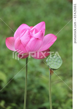 Lotus flower Lotus flower 65426881
