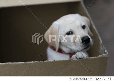 Labrador retriever 65427961