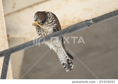 Female of butterfly 65428081