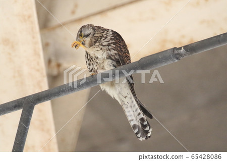Female of butterfly 65428086