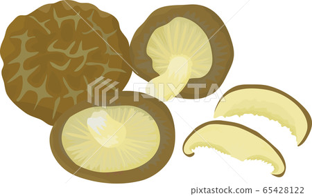 Dried shiitake vector illustration 65428122