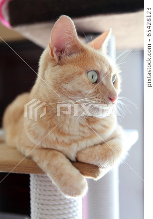 Cat tower, cat 65428123