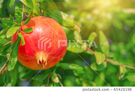 Red ripe pomegranate on branch among green foliage Red ripe pomegranate on branch among green foliage 65428196