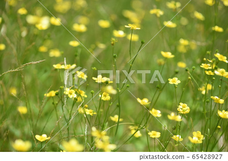 Cluster of Umbel 65428927