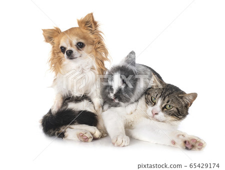 dwarf rabbit, chihuahua and cat 65429174