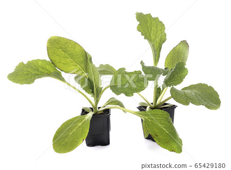 Borage in studio 65429180