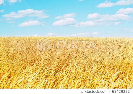 golden wheat field 65429222