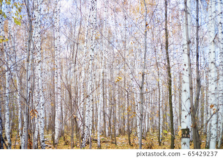 autumn forest autumn forest 65429237