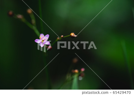 Small purple flowers in nature, dark green Small purple flowers in nature, dark green 65429470