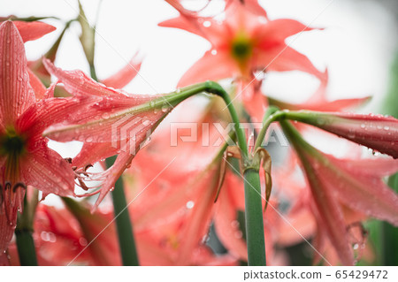 Pink flowers in the rainy season,Water droplets on Pink flowers in the rainy season,Water droplets on 65429472