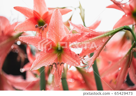 Pink flowers in the rainy season,Water droplets on Pink flowers in the rainy season,Water droplets on 65429473