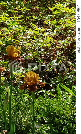 鳶尾花 鳶尾花 65429904