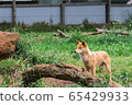 The dingo is a wild dog in Phillip Island Wildlife 65429933