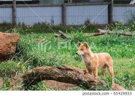 The dingo is a wild dog in Phillip Island Wildlife 65429933