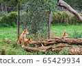 The dingo is a wild dog in Phillip Island Wildlife 65429934
