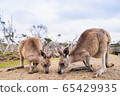 Kangaroos in Phillip Island Wildlife Park, 65429935