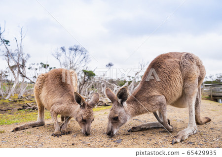 Kangaroos in Phillip Island Wildlife Park, 65429935