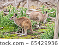 Kangaroos in Phillip Island Wildlife Park, 65429936