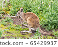 Kangaroos in Phillip Island Wildlife Park, 65429937