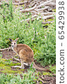 Kangaroos in Phillip Island Wildlife Park, 65429938