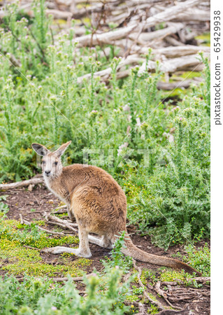 Kangaroos in Phillip Island Wildlife Park, Kangaroos in Phillip Island Wildlife Park, 65429938