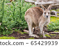 Kangaroos in Phillip Island Wildlife Park, 65429939