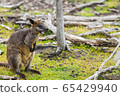 wallaby relaxing in Phillip Island Wildlife Park, 65429940