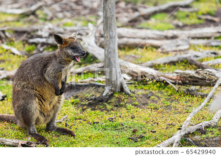 wallaby relaxing in Phillip Island Wildlife Park, 65429940