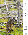 wallaby relaxing in Phillip Island Wildlife Park, 65429941