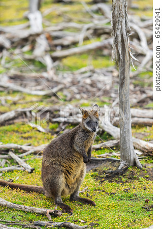 wallaby relaxing in Phillip Island Wildlife Park, 65429941