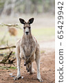 Kangaroos in Phillip Island Wildlife Park, 65429942