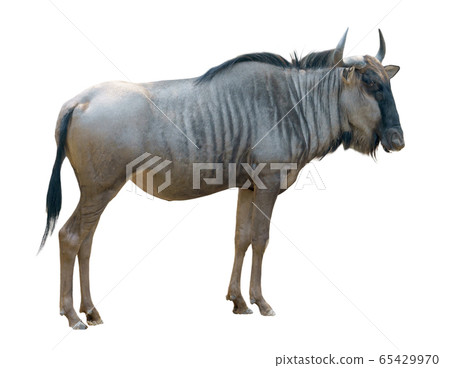 wildebeest isolated on white background 65429970