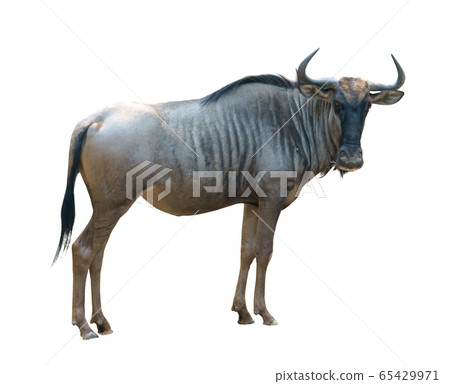wildebeest isolated on white background 65429971
