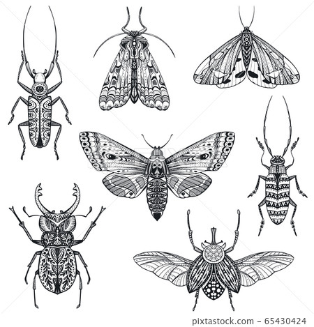 Vector collection of hand drawn insects, moth, butterfly, beetle, bug. 65430424