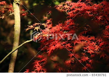 東照大寺,花園,楓樹 東照大寺,花園,楓樹 65430781