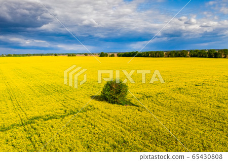 Drone View of Yellow Rape Seed Fields 65430808
