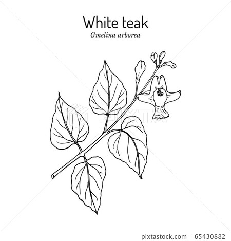 White teak, or Gamari Gmelina arborea , medicinal plant 65430882