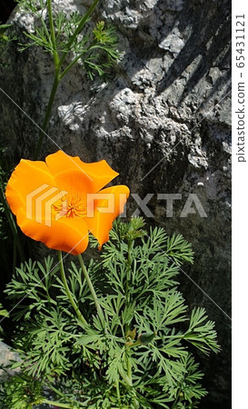 花 65431121